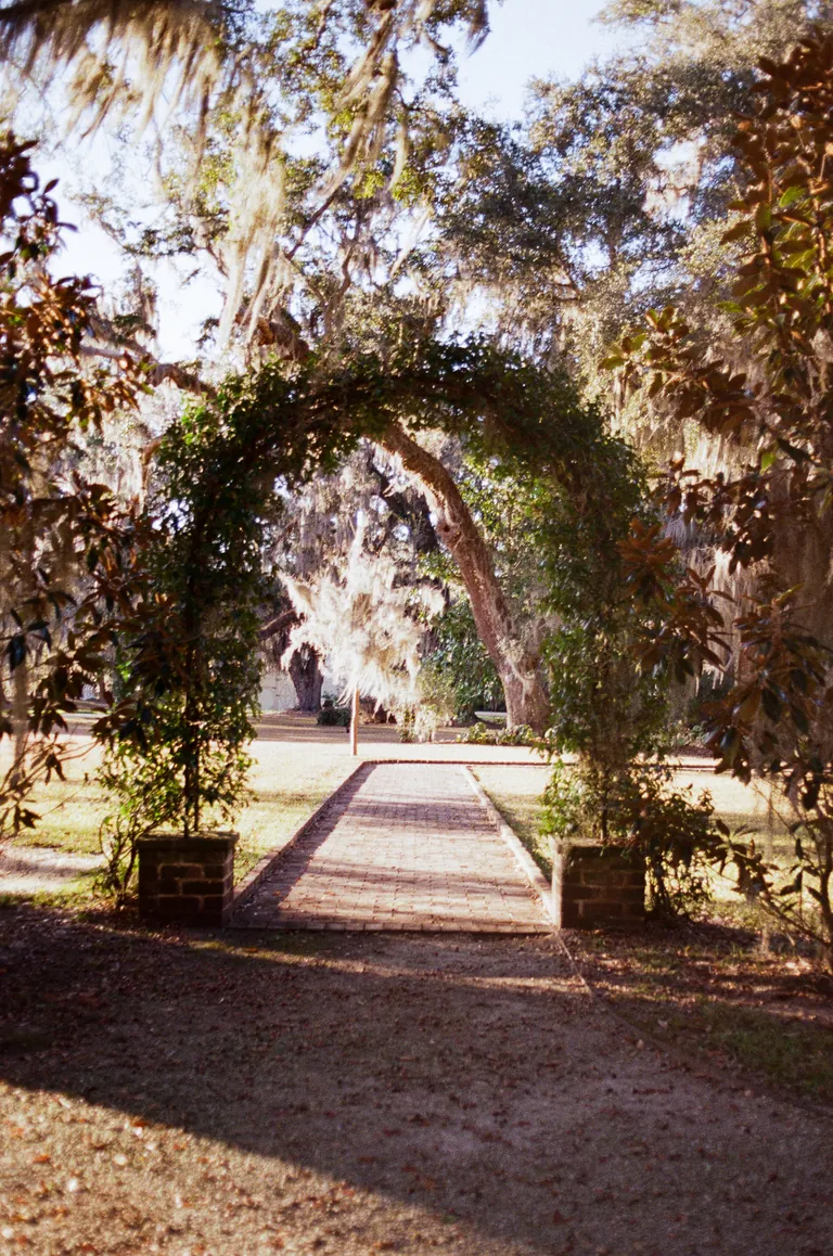 A path leading through an ivy-covered garden arch